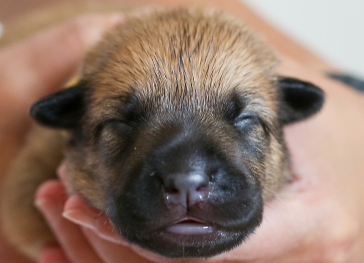 chinook puppy